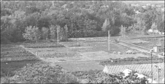 Плантации открытого грунта. Фото 1980-х годов (вид сверху)